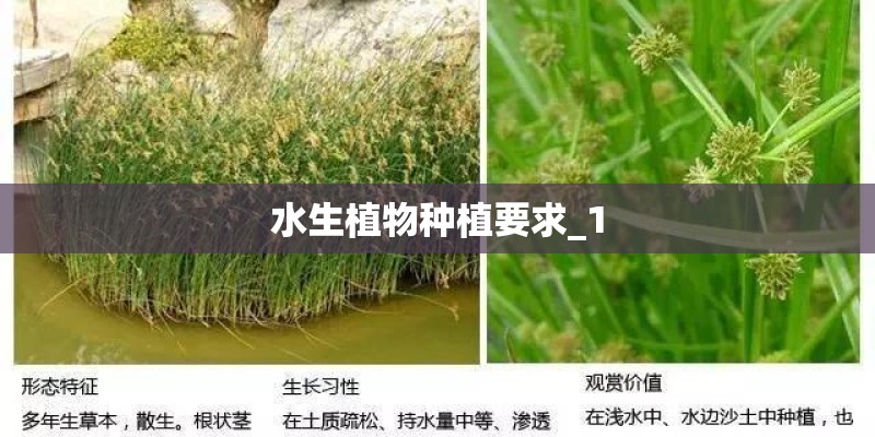 水生植物种植要求_1