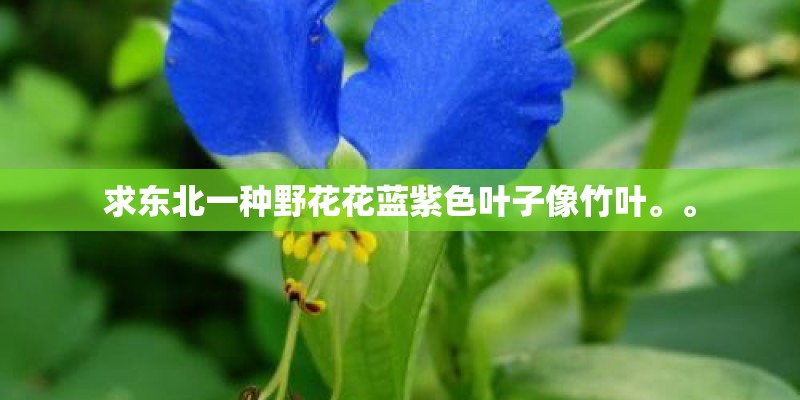 求东北一种野花花蓝紫色叶子像竹叶。。