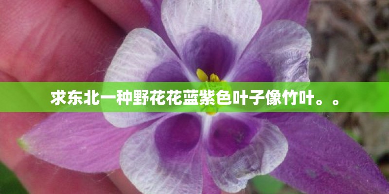 求东北一种野花花蓝紫色叶子像竹叶。。
