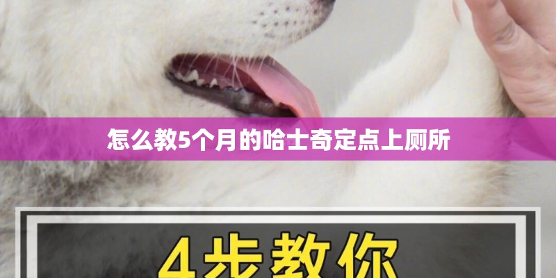 怎么教5个月的哈士奇定点上厕所 怎么教5个月的哈士奇定点上厕所