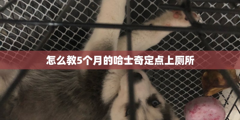怎么教5个月的哈士奇定点上厕所 怎么教5个月的哈士奇定点上厕所