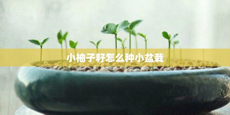 小柚子籽怎么种小盆栽
