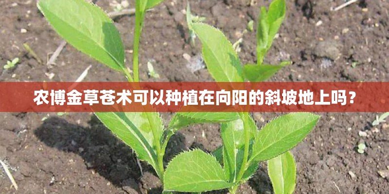 农博金草苍术可以种植在向阳的斜坡地上吗? 农博金草苍术可以种植在向阳的斜坡地上吗?