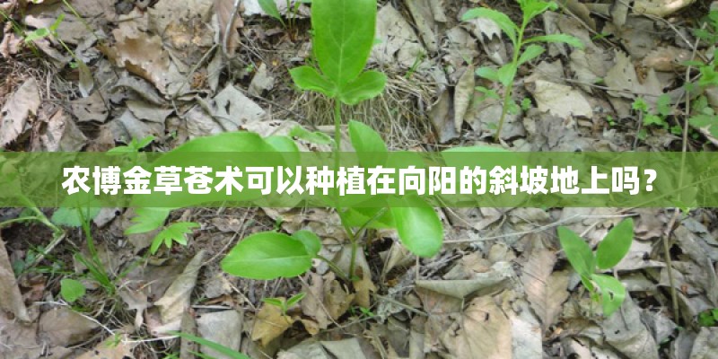 农博金草苍术可以种植在向阳的斜坡地上吗? 农博金草苍术可以种植在向阳的斜坡地上吗?