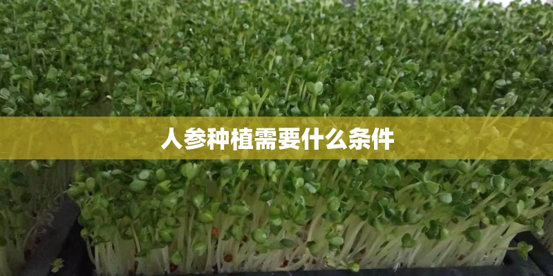 人参种植需要什么条件