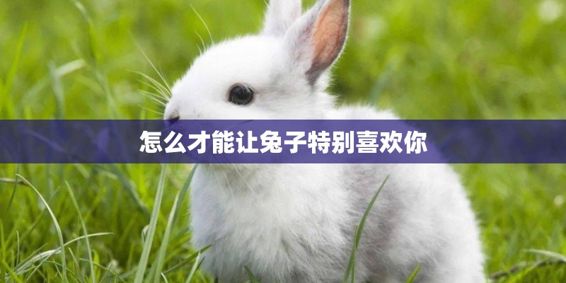 怎么才能让兔子特别喜欢你 怎么才能让兔子特别喜欢你