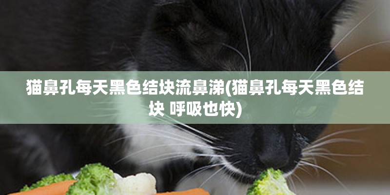 猫鼻孔每天黑色结块流鼻涕(猫鼻孔每天黑色结块 呼吸也快)