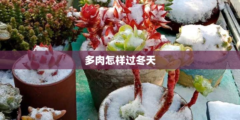 多肉怎样过冬天