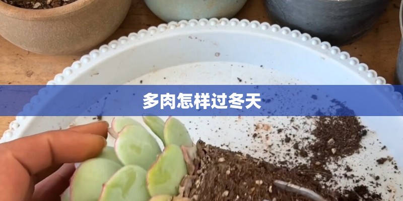 多肉怎样过冬天