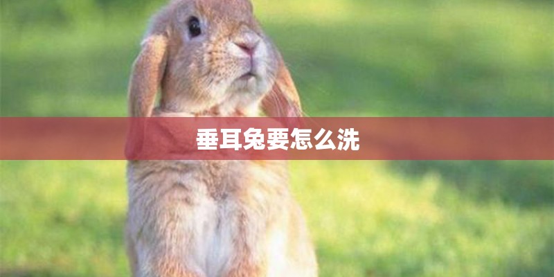 垂耳兔要怎么洗