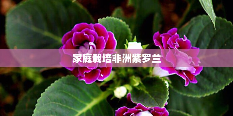 家庭栽培非洲紫罗兰 家庭栽培非洲紫罗兰