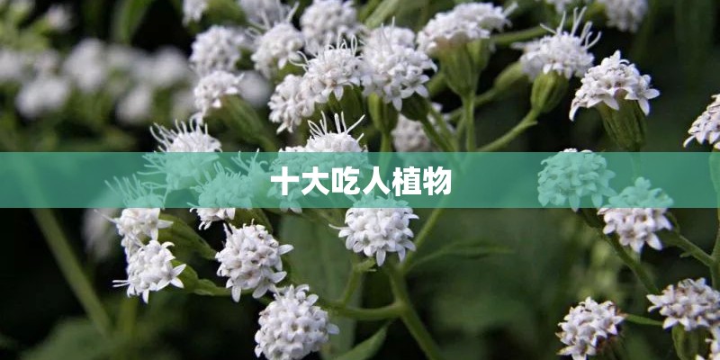 十大吃人植物