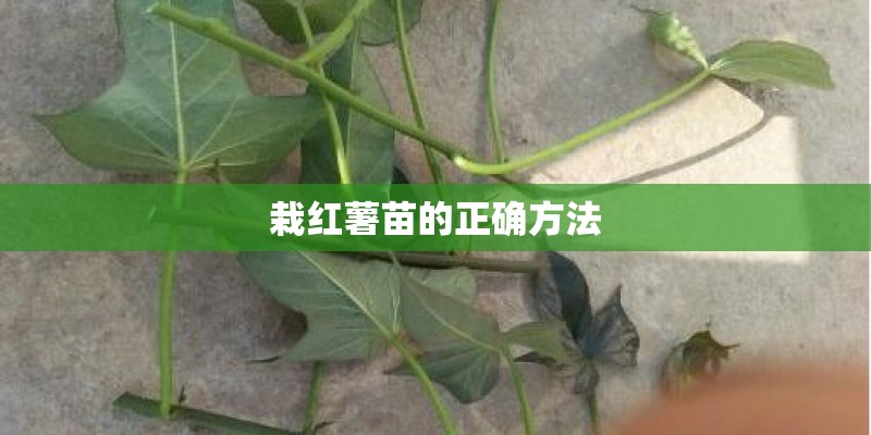 栽红薯苗的正确方法