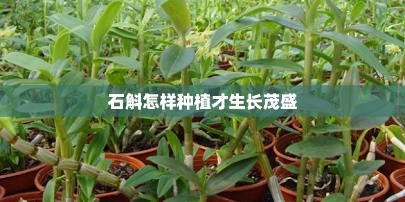 石斛怎样种植才生长茂盛