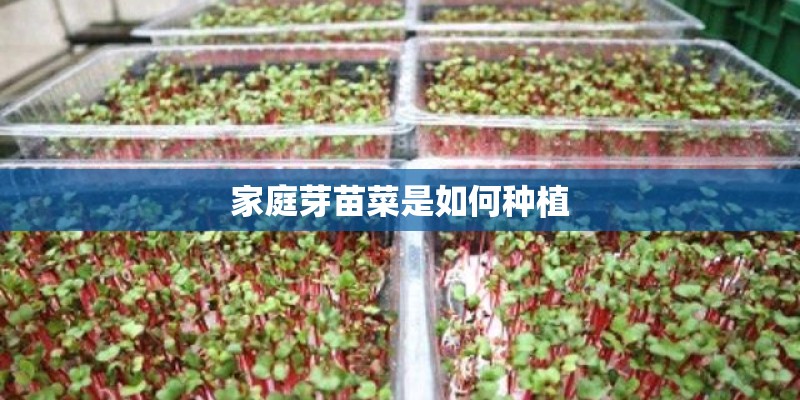 家庭芽苗菜是如何种植 家庭芽苗菜是如何种植