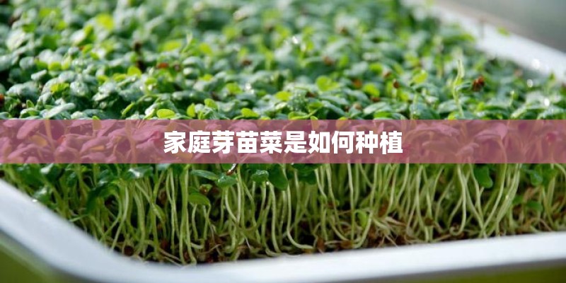 家庭芽苗菜是如何种植 家庭芽苗菜是如何种植
