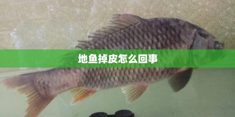 地鱼掉皮怎么回事