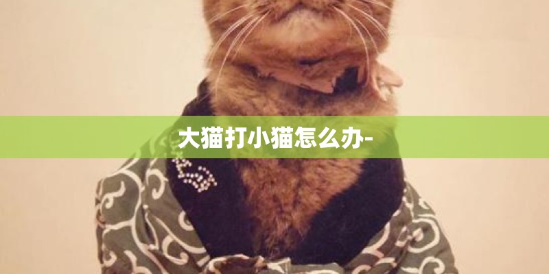 大猫打小猫怎么办- 大猫打小猫怎么办-