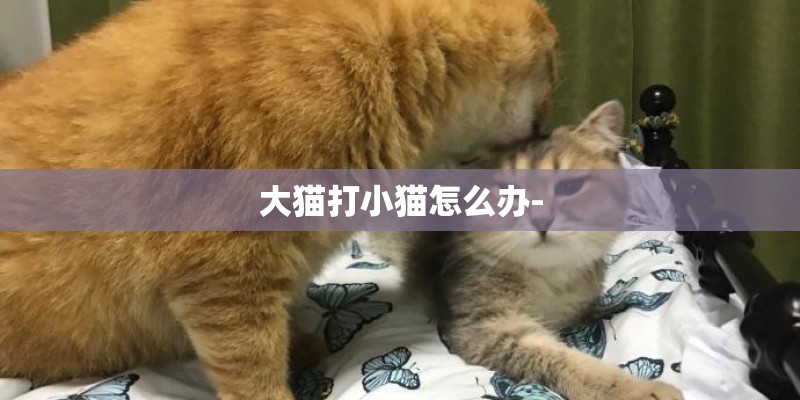 大猫打小猫怎么办- 大猫打小猫怎么办-