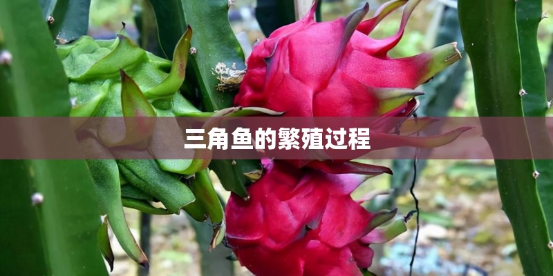 三角鱼的繁殖过程