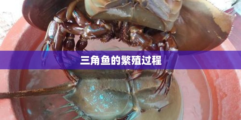 三角鱼的繁殖过程