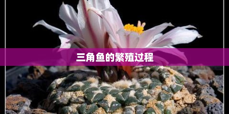三角鱼的繁殖过程