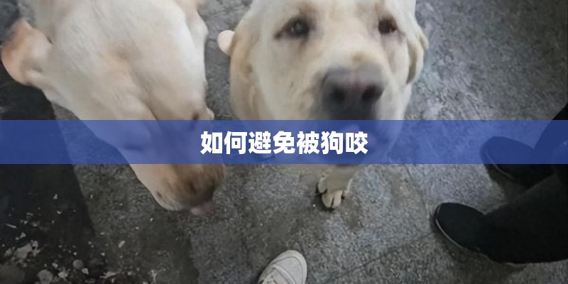 如何避免被狗咬 如何避免被狗咬
