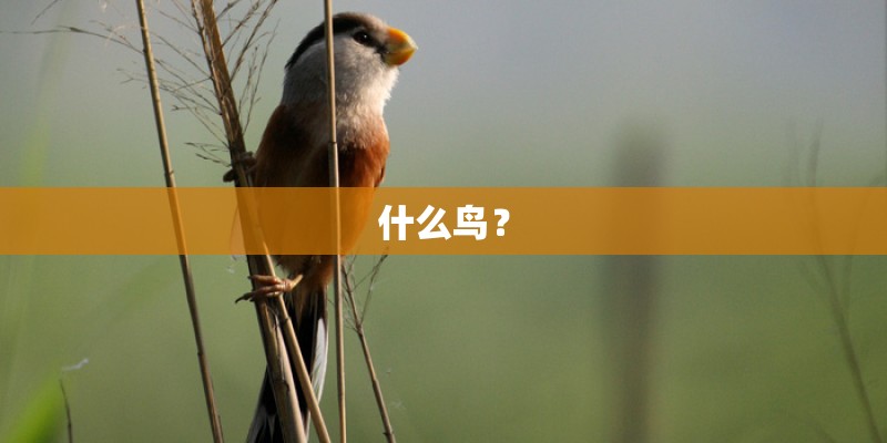 什么鸟？