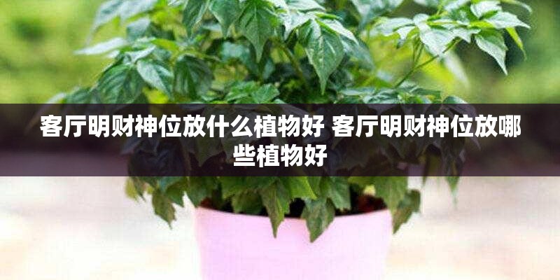 客厅明财神位放什么植物好 客厅明财神位放哪些植物好 客厅明财神位放什么植物好 客厅明财神位放哪些植物好