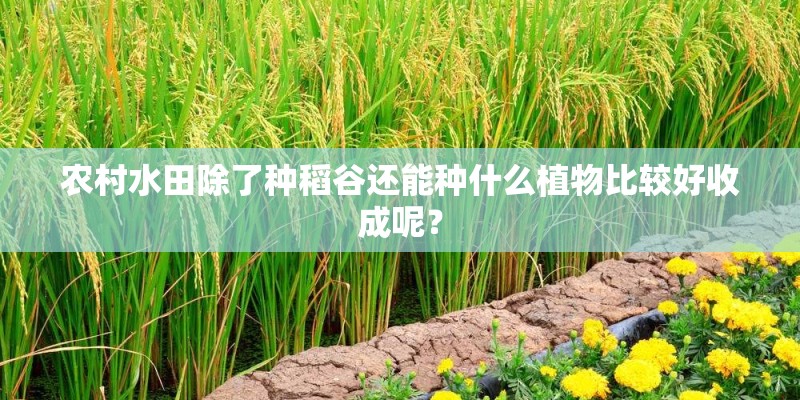 农村水田除了种稻谷还能种什么植物比较好收成呢? 农村水田除了种稻谷还能种什么植物比较好收成呢?