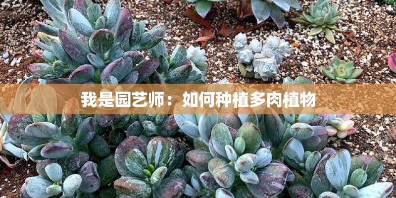 我是园艺师:如何种植多肉植物 我是园艺师:如何种植多肉植物