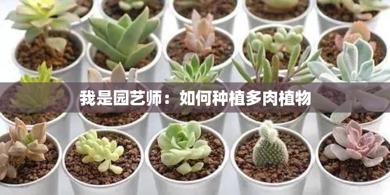 我是园艺师:如何种植多肉植物 我是园艺师:如何种植多肉植物