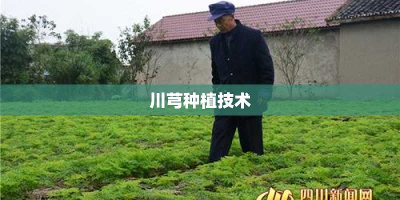 川芎种植技术 川芎种植技术