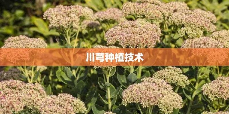 川芎种植技术 川芎种植技术