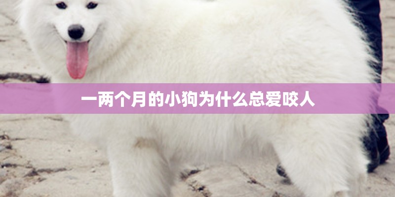 一两个月的小狗为什么总爱咬人 一两个月的小狗为什么总爱咬人