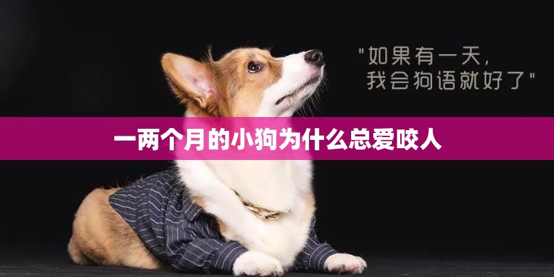 一两个月的小狗为什么总爱咬人 一两个月的小狗为什么总爱咬人