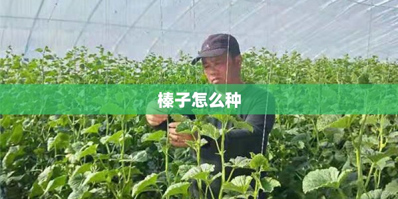 榛子怎么种 榛子怎么种