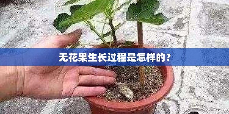 无花果生长过程是怎样的？