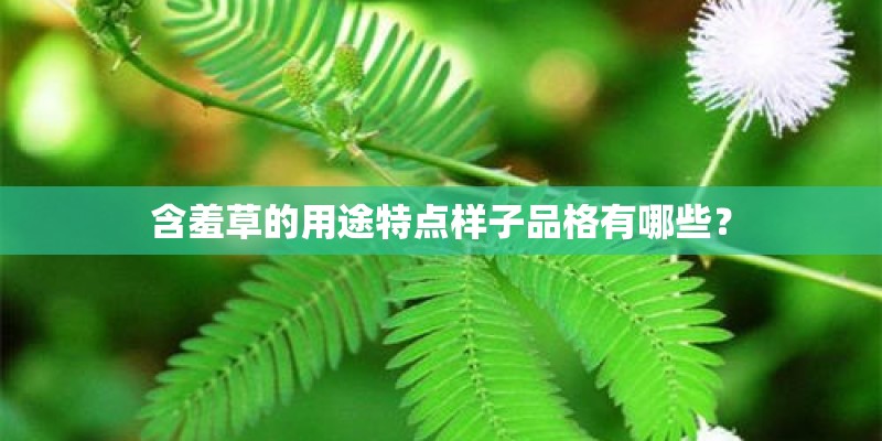 含羞草的用途特点样子品格有哪些？