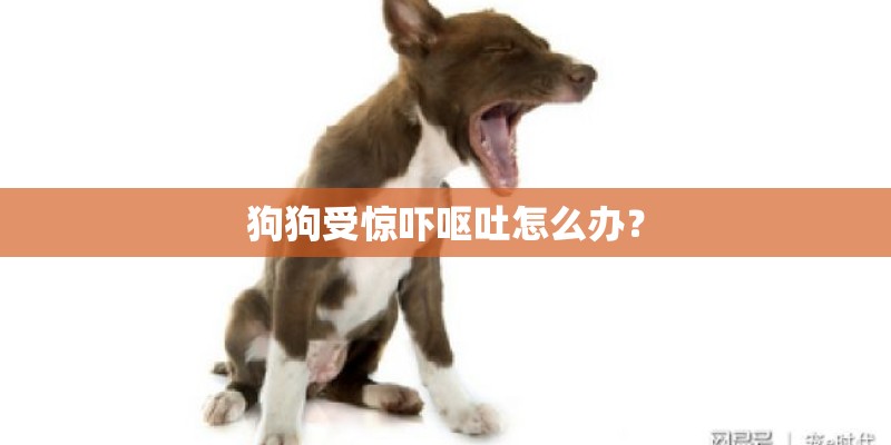 狗狗受惊吓呕吐怎么办？