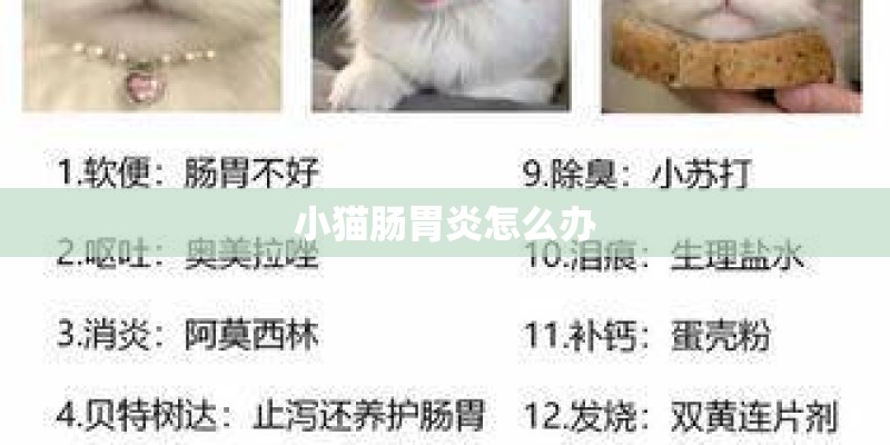 小猫肠胃炎怎么办