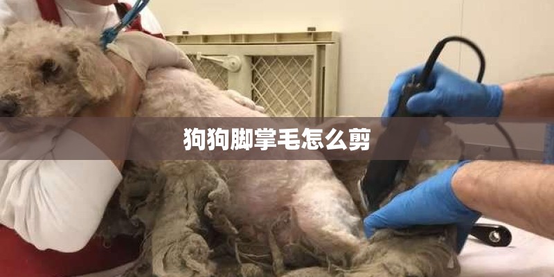 狗狗脚掌毛怎么剪 狗狗脚掌毛怎么剪