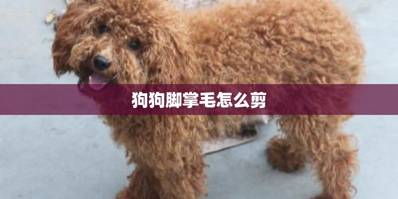 狗狗脚掌毛怎么剪 狗狗脚掌毛怎么剪