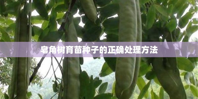 皂角树育苗种子的正确处理方法