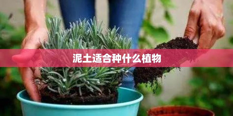 泥土适合种什么植物