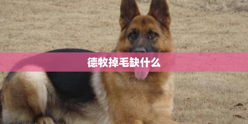 德牧掉毛缺什么 德牧掉毛缺什么