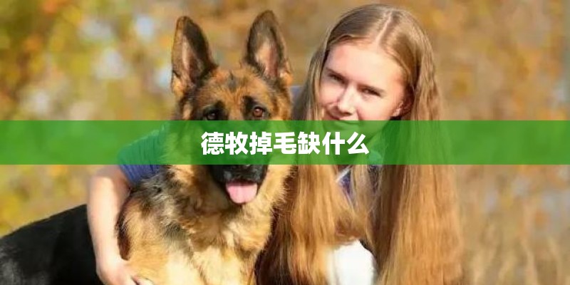 德牧掉毛缺什么 德牧掉毛缺什么