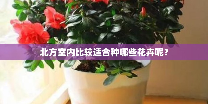 北方室内比较适合种哪些花卉呢？