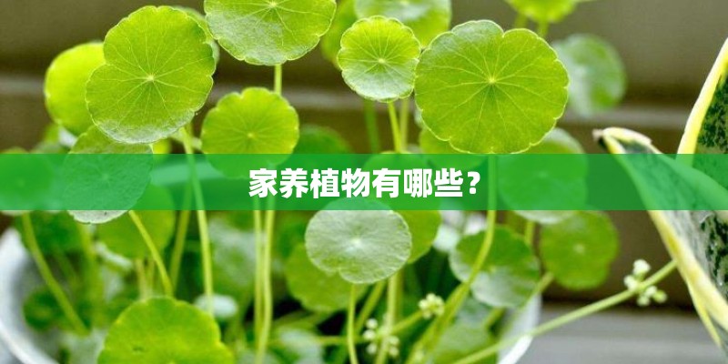 家养植物有哪些？