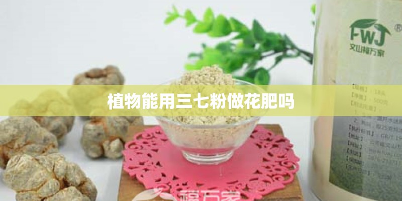 植物能用三七粉做花肥吗